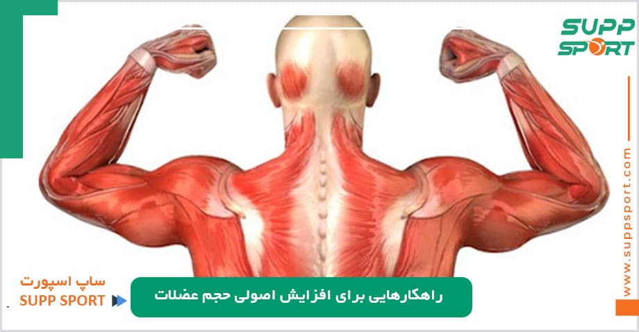 راهکارهایی برای افزایش اصولی حجم عضلات
